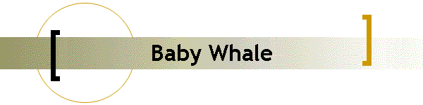 Baby Whale