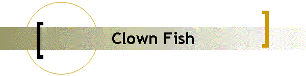 Clown Fish