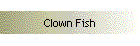 Clown Fish