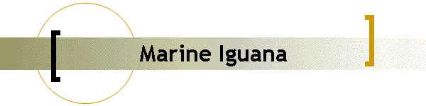 Marine Iguana