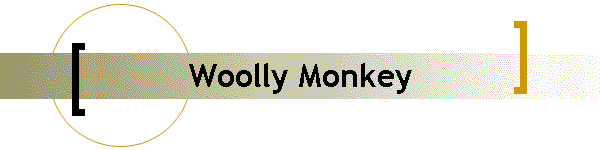 Woolly Monkey